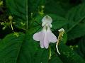 Himalayan Pink-Tinged Balsam
